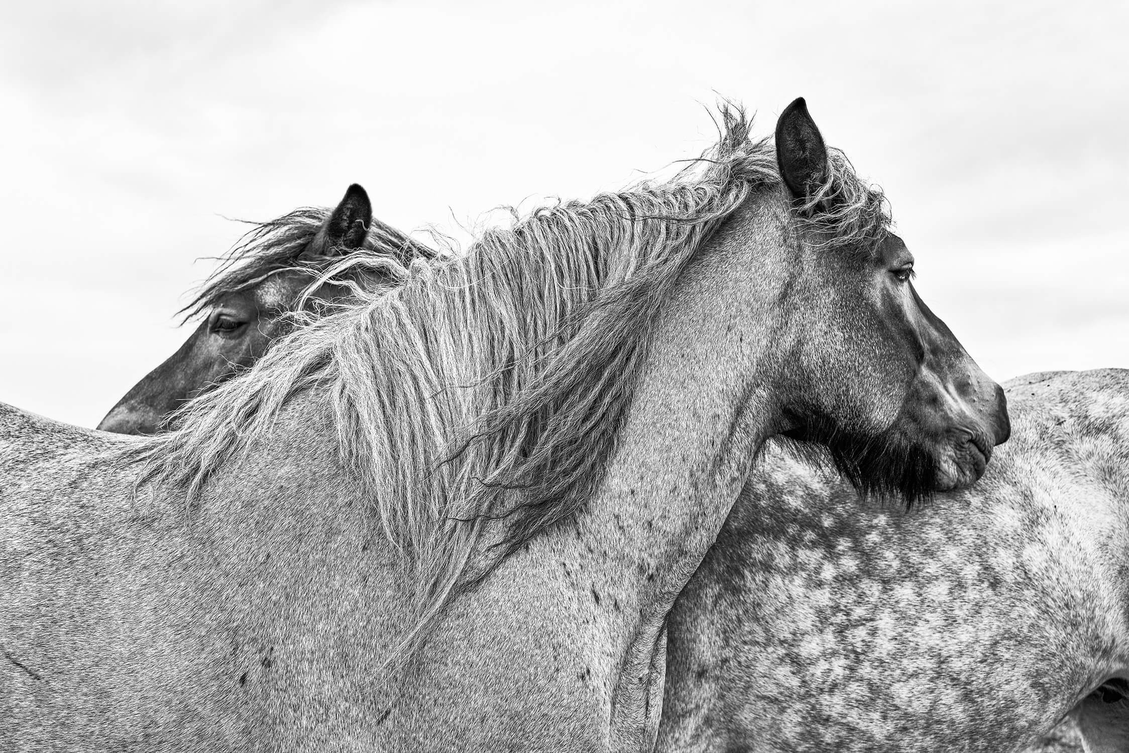 Onverbiddelijk Nebu een experiment doen Paarden zwart-wit - Zoogdieren - Fotografie